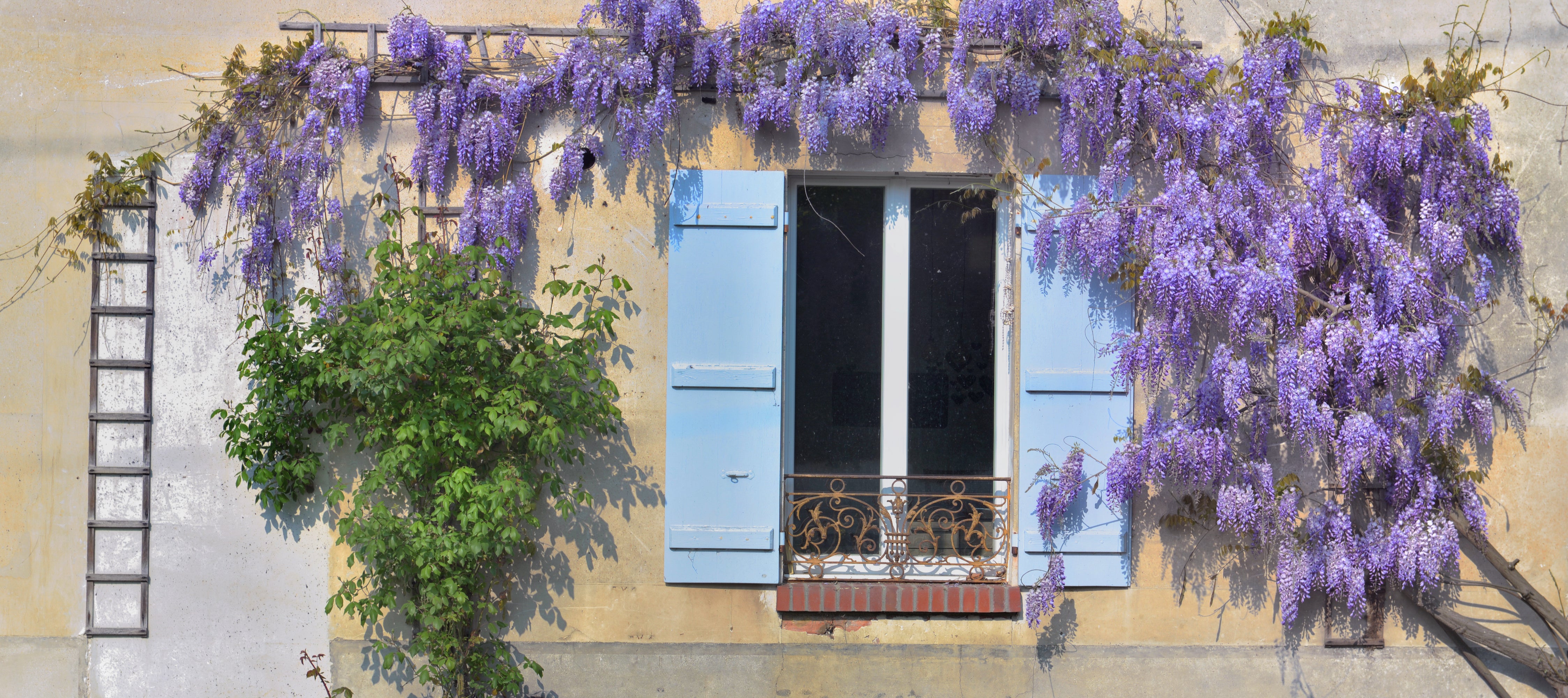 Plantes grimpantes : Comment faire le bon choix ?