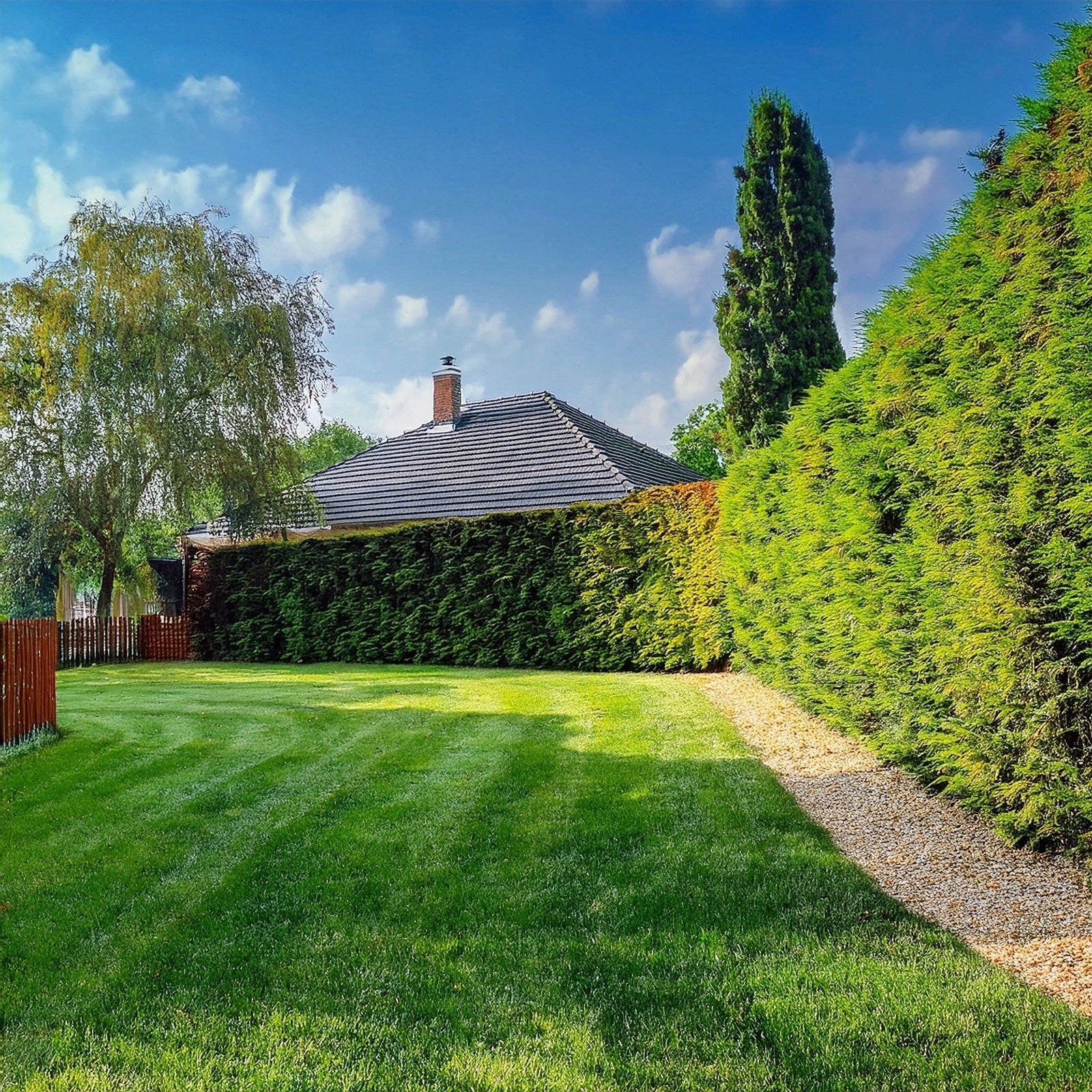 jardin avec haie de cyprès