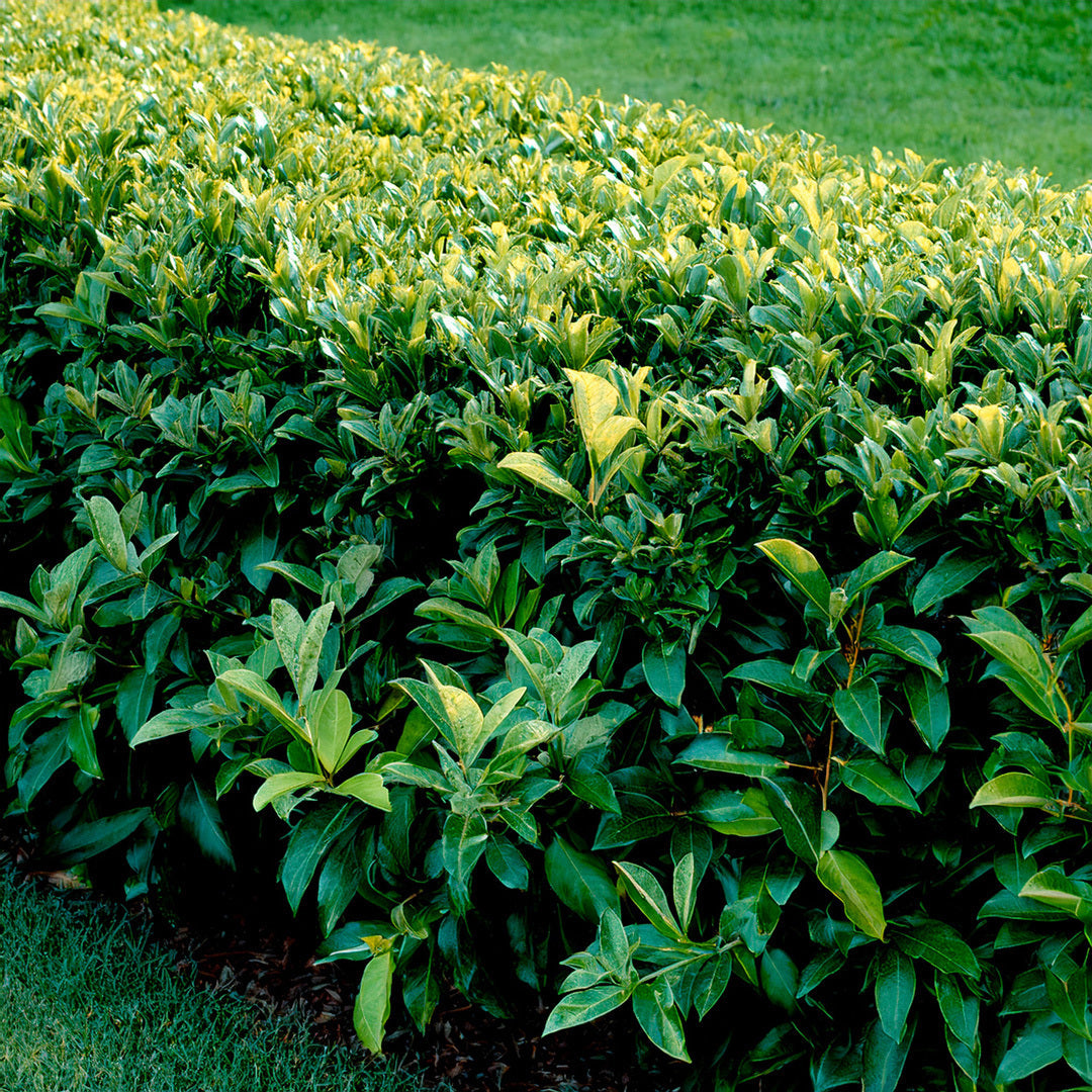 Comment tailler un laurier-cerise pour un feuillage dense et harmonieux