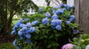 Arbustes à fleur