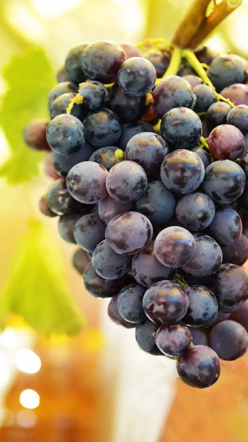 Vigne de table noire
