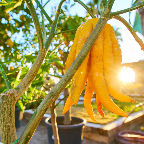 Citronnier Main de Buddha (Citrus medica var. sarcodactylis)