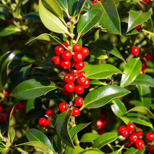 Houx d'ornement en tige (Ilex Nellie R. Stevens)