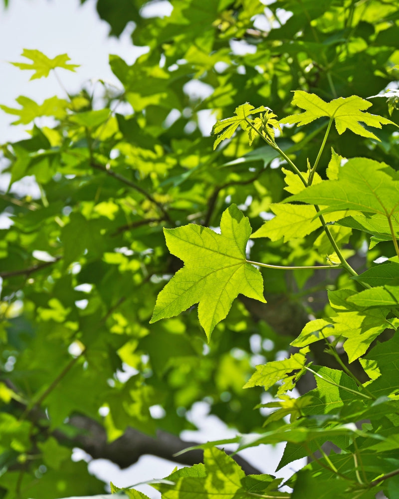 Liquidambar Gumball Pompoms