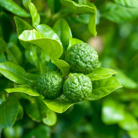 Citronnier Combava (Citrus Hystrix)
