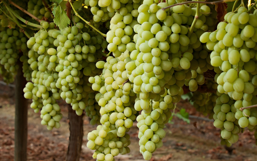 Vigne de table verte
