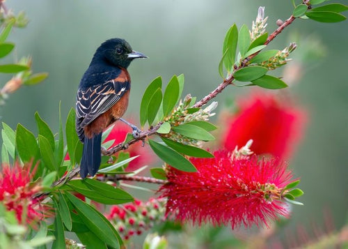 Rince-bouteille (Callistemon Laevis)