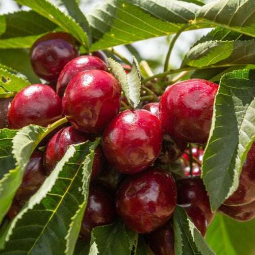 Cerisier Van (Prunus cerasus Van)