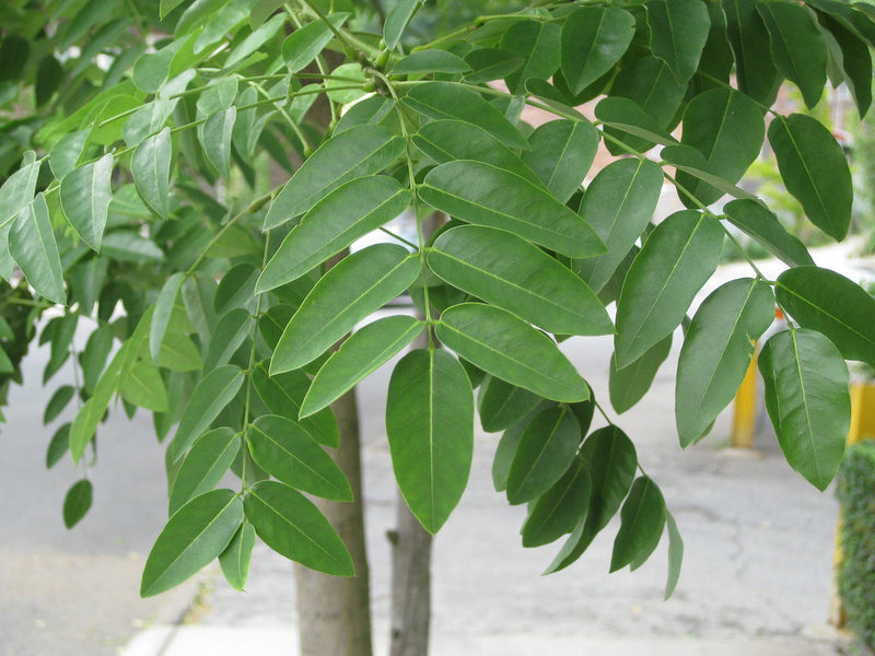Sophora Pleureur en tronc torsadé