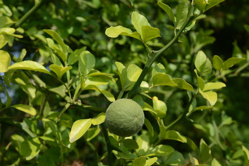 Citronnier Épineux (Poncirus trifoliata)