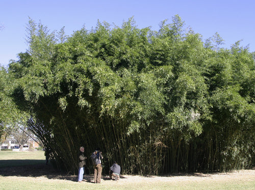 Bambou Bissetii
