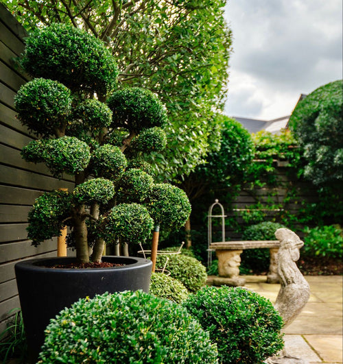 Ilex Crenata Niwaki