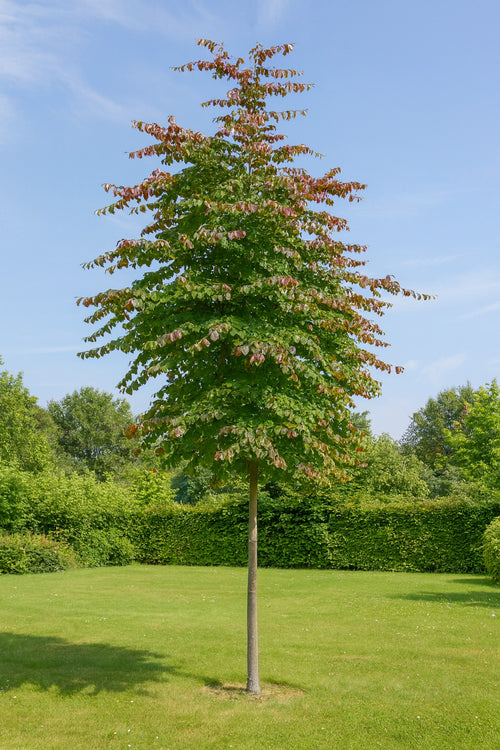Arbre de fer (Parrotia Persica bella)