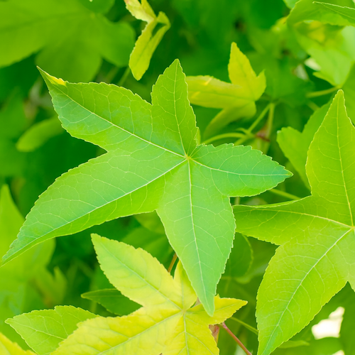 Liquidambar Gumball