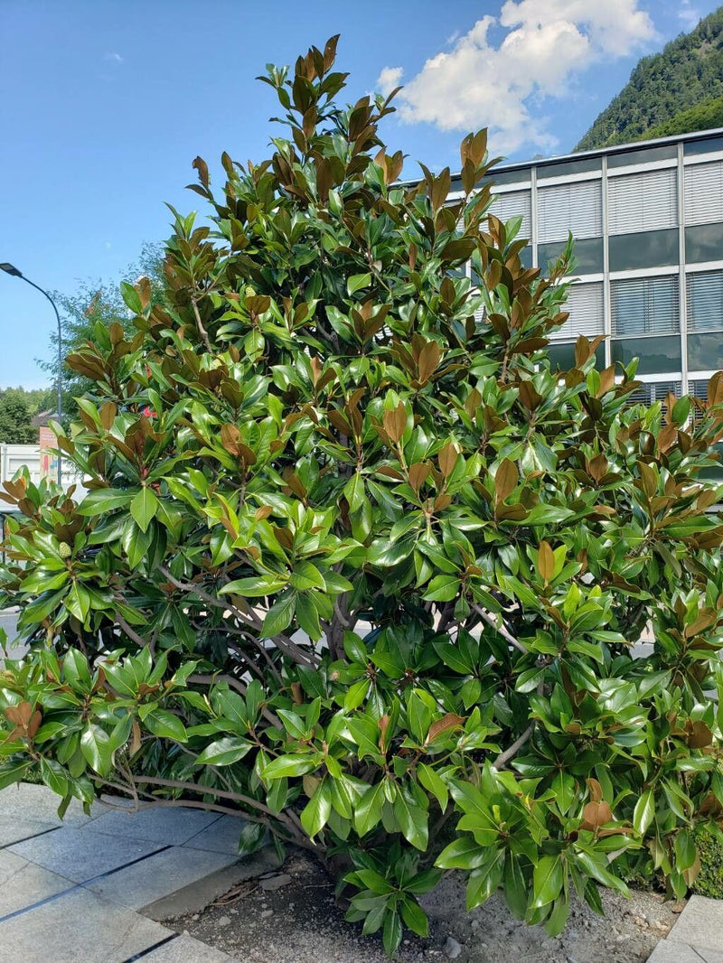 Magnolia Grandiflora en Tige