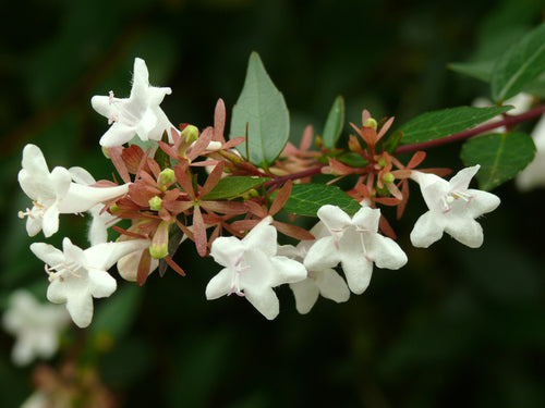 Abélia (Grandiflora)