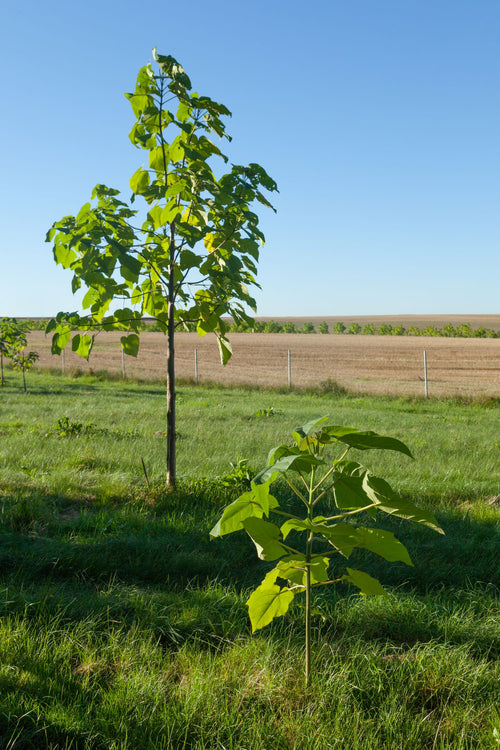Arbre impérial (Paulownia)