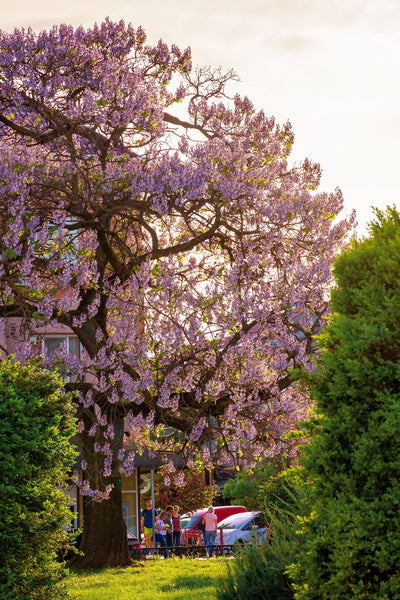 Arbre impérial (Paulownia)