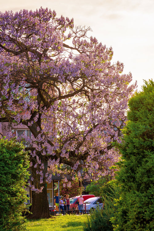 Arbre impérial (Paulownia)
