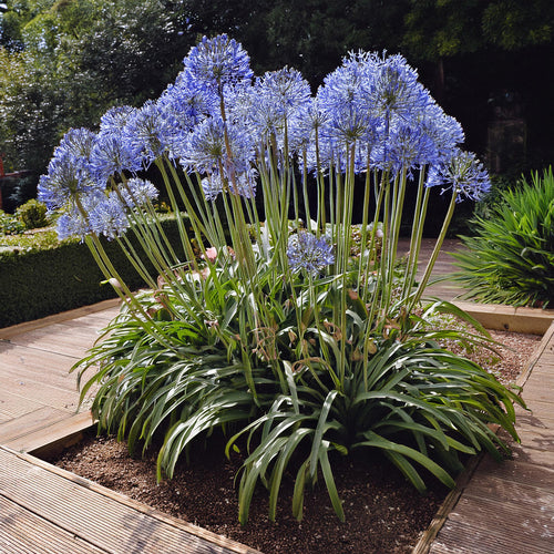 Agapanthe (Agapanthus)