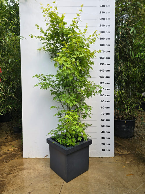 Pot Firenze - 85L