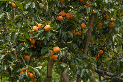 Diospyros Kaki (Plaqueminier)