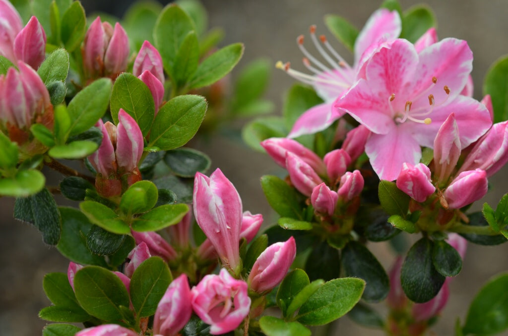 Azal e Du Japon Azalea Japonica Plante le de France azal-e-du-japon-azalea-japonica-plante-le-de-france