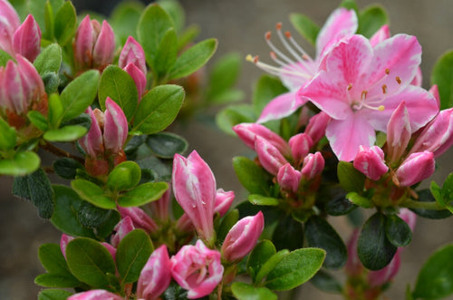 Azalée du Japon (Azalea Japonica)