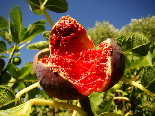 Figuier Ronde de Bordeaux (Ficus carica Ronde De Bordeaux)