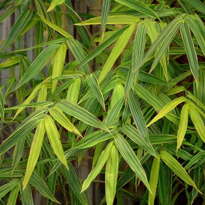 Bambusa Nana Aureostriata