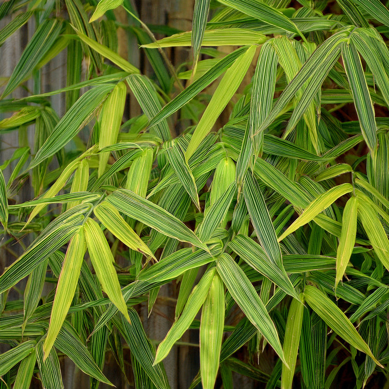 Bambusa Nana Aureostriata