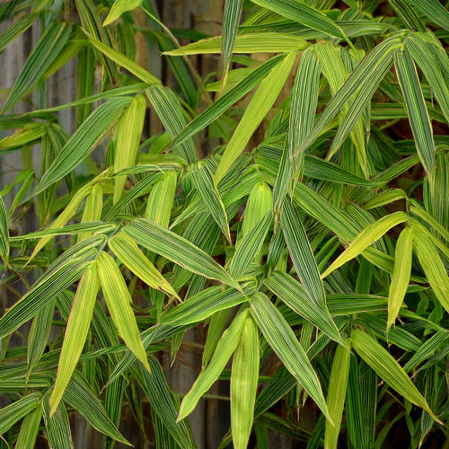 Bambusa Nana Aureostriata