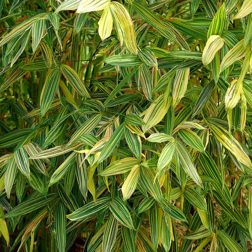 Bambusa Nana Aureostriata