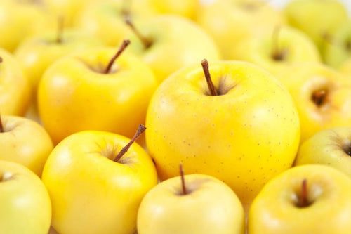 Pommier Golden (Malus domestica Golden Delicious)