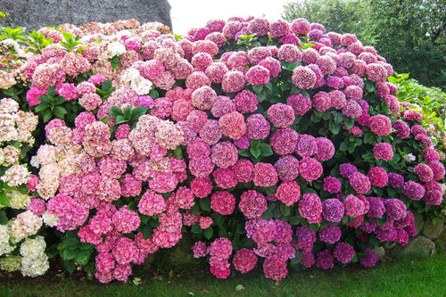 Hortensia (Hydrangea)