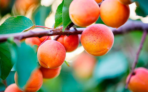Abricotier Rouge du Roussillon (Prunus armeniaca Rouge du Roussillon)