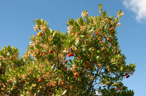 Arbousier (Arbutus unedo)
