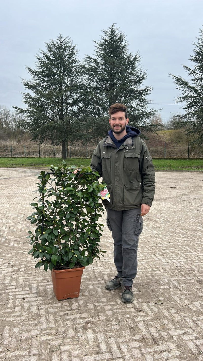 Camélia du Japon en Palissade (Camélia Japonica)