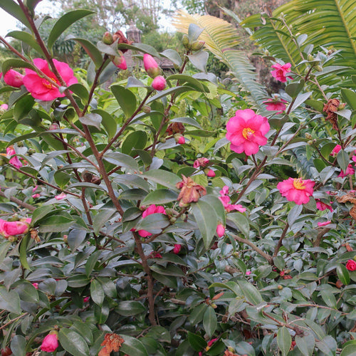 Camélia d'Automne fushia (Camélia Sasanqua)