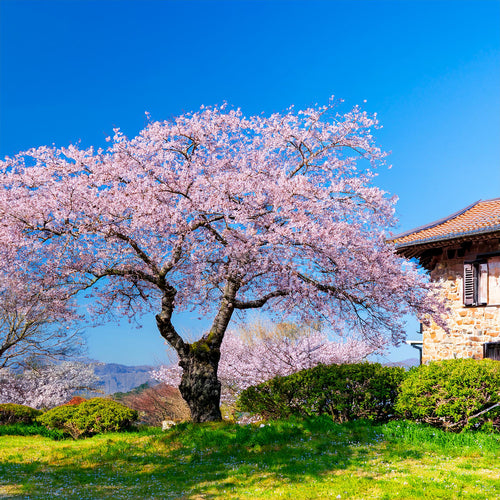 Cerisier Japonais à Fleurs (Prunus Serrulata Kanzan)