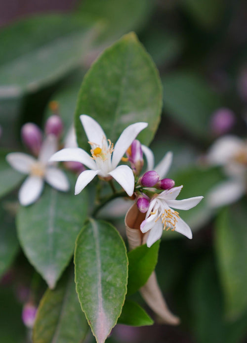 Citronnier Jaune (Citrus Limon)