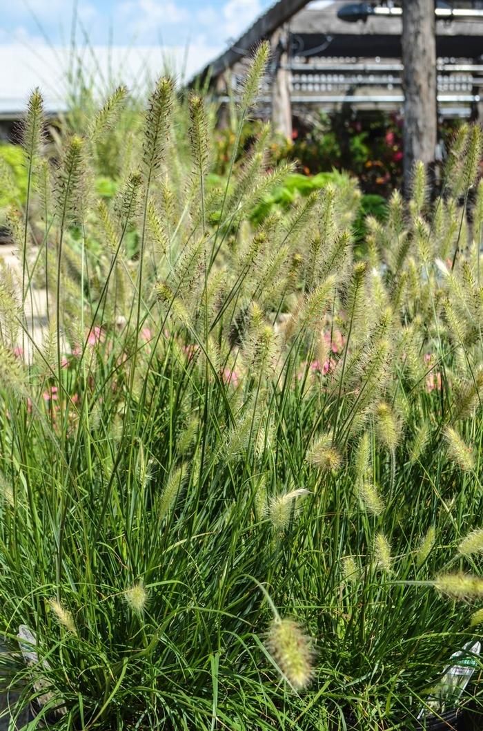 Herbe aux écouvillons (Pennisetum alopecuroides Hameln)