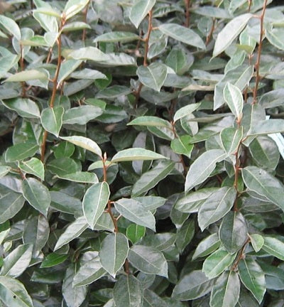 Eleagnus Ebbingei (vert)