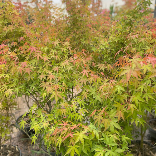 Acer Palmatum Bi-hoo