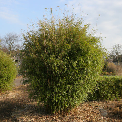 Fargesia Murielae x Nitida Obelisk