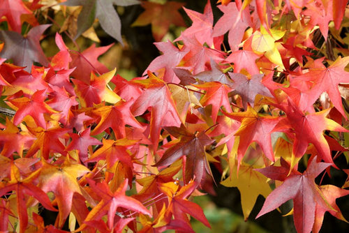 Copalme d'Amérique (Liquidambar Styraciflua)