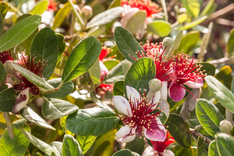 Goyavier du Brésil (Feijoa Sellowiana)