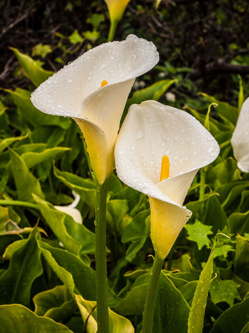 Arum (Calla aethiopica)