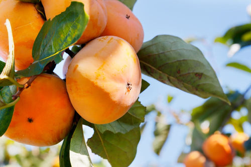 Diospyros Kaki (Plaqueminier)