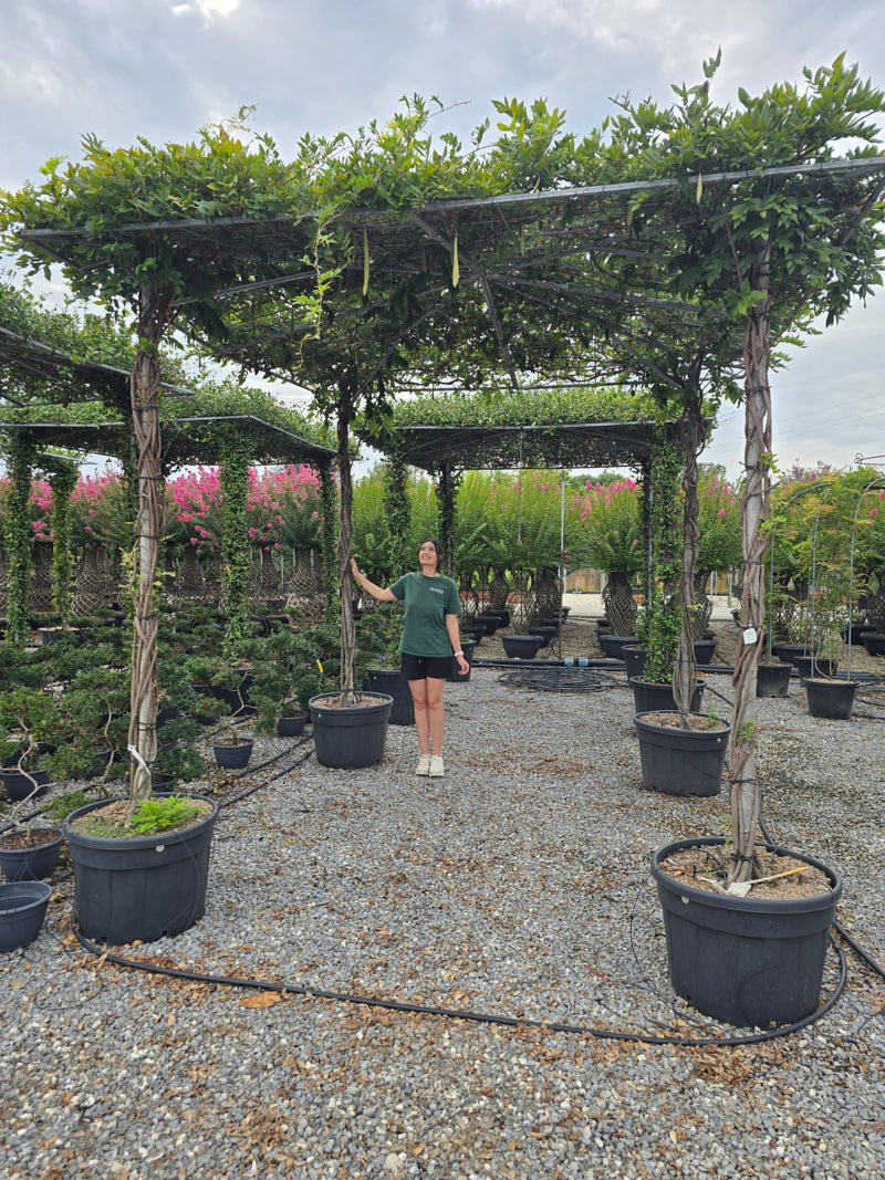 Glycine en Pergola